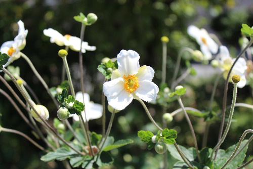 高く伸びた花茎の上に大柄な白い花をつけている「シュウメイギク」が友人のO氏の庭に咲いていました　秋を告げる代表的な花で漢字で秋明菊と表記されます