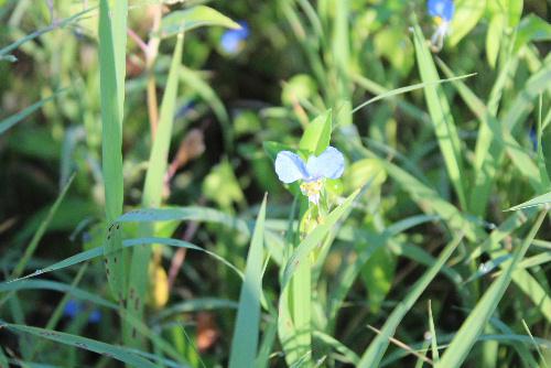 幸田露伴が「露の精のような草」といった道ばたや草地に生育している「つゆくさ」が夜露に濡れて咲いています　2枚の大きな花びらは鮮やかな青色、下の花は小さく白色です　