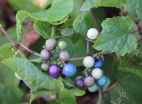 赤や青、紫、白などダイヤモンドのような「ノブドウ」の木の実が熟れてきました。色がついている実は寄生虫が寄生しているもので不味い木の実です