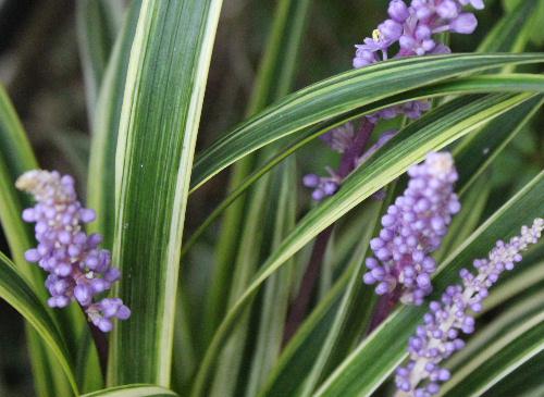 光沢のある細長い白い縁取りの観賞用の葉かなと思っていた「ヤブラン」に淡紫色の小さな花をびっしりとつけて庭に咲いています。