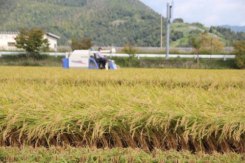 稲刈りが始まりコンバインの音が響きます　黄金色の田んぼと真っ赤なコンバインは秋の収穫を象徴する映像です