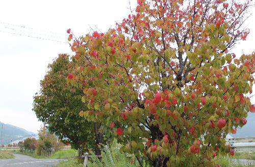 木々の緑が赤くなりました　今朝の気温は１０度前後で暖房がほしい季節となりました　田んぼでは稲わらを焼いている煙も立ち上って秋の風景を彩っています