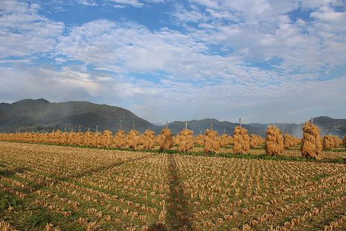 収穫の秋　稲刈り真っ盛りです　今では珍しくなった稲の「はせがけ」の田んぼを見つけました　自然乾燥の米は格別の美味しさとのことです　秋の空をサギが飛んでいます