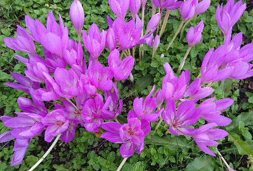 地面から茎が伸びて赤紫色の艶やかな花を咲かせる「コルチカム（別名イヌサフラン）」が寒そうに咲いています　葉が出る前に花が咲き花が終わった後　早春に葉がでます