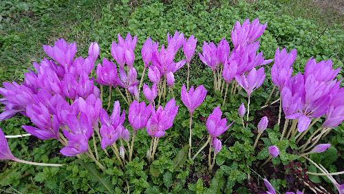 地面から茎が伸びて赤紫色の艶やかな花を咲かせる「コルチカム（別名イヌサフラン）」が寒そうに咲いています　葉が出る前に花が咲き花が終わった後　早春に葉がでます