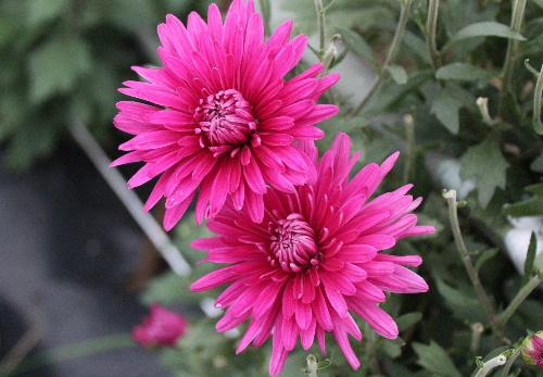 秋の花の代表「キク」は郷土食の一つでもあります「モッテギク」と呼ばれる薄紫色の菊のシャキシャキとした食感と香りは格別です