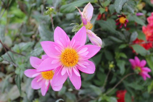 秋の花「ダリア」がそちこちに咲いています　大きさもマチマチですが、色も鮮やかな黄色や白、ピンクなど艶やかな色で見ごたえがあります　川西町のダリア園はまだやってるのかなあ