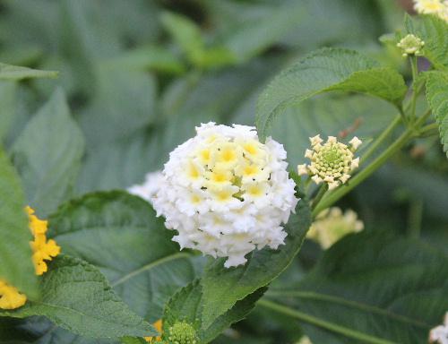 黄色と白の２種類の花をつけている「ランタナ？」が咲いています　咲き進むにつれて花色が変化するものもあるようです　「シチヘンゲ」という別名もあります