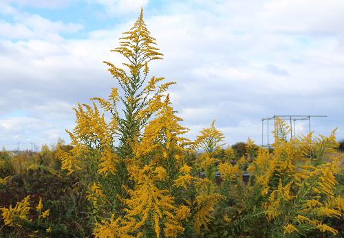 「セイタカアワダチソウ」が鮮やかな黄色の花をつけて野原の至る所に咲いています　秋の真っ青な空に映え秋の深まりを告げる野草です