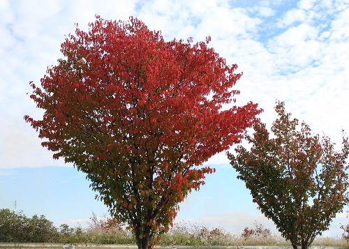 紅葉が一段と進み高い山から徐々に里に下りてきました　真っ赤な木の葉は秋の色です　