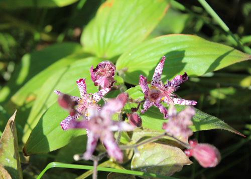 「ホトトギス」の花って見たことがありますか　花に紫色の斑点があり　それが野鳥のホトトギスの胸の模様に似ていることが名前の由来だそうです　とても不思議な雰囲気の花であまり見かけなのですが近所の庭に咲いていました