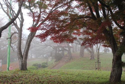 早朝の烏帽子山公園は深い霧に包まれています　紅葉したモミジも心なしかくすんで見えます　桜の古木の幹から紅葉したモミジが生えています　クモの巣が霧に濡れています　秋が深まってきました