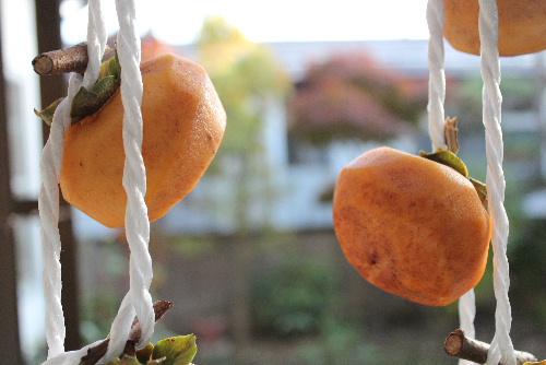 上山市で干し柿づくりが最盛期であるとの報道がありました　我が家でもささやかな干し柿をつくり軒下に吊るしています　秋の風物詩の一つです　あちこちに柿の実が木に残っています