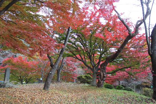 色さまざまに染まり鮮やかに紅葉した烏帽子山公園　その中で風に葉っぱが舞い散り秋から冬に足早に駆けだしました
