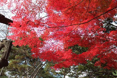 色さまざまに染まり鮮やかに紅葉した烏帽子山公園　その中で風に葉っぱが舞い散り秋から冬に足早に駆けだしました
