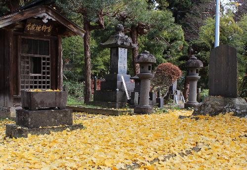 結城豊太郎翁の墓地に一面黄金色のイチョウの葉が落ちてふかふかします　銀杏の実を踏みつけると独特のにおいを放ちます　大きなイチョウの木に残っている葉も少なくなりました
