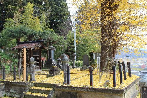 結城豊太郎翁の墓地に一面黄金色のイチョウの葉が落ちてふかふかします　銀杏の実を踏みつけると独特のにおいを放ちます　大きなイチョウの木に残っている葉も少なくなりました