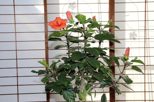 寒くなってきました　外から取り込んだ「ハイビスカス」が室内で今も鮮やかにさいています　春からずーっと咲いている息の長い花木ですね
