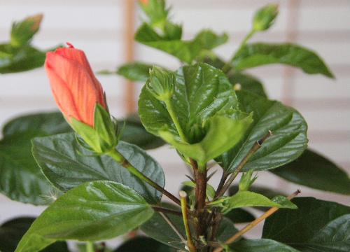 寒くなってきました　外から取り込んだ「ハイビスカス」が室内で今も鮮やかにさいています　春からずーっと咲いている息の長い花木ですね