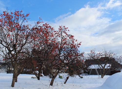 雪の中に立つ柿の木と柿の実　そして古民家と定番の風景です　地方の農村に見られる懐かしさを感じる一コマです　晴れ間をぬって歩いていて出会った一枚です