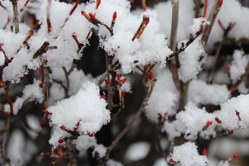 雪がちらちらと降っています　草花や花木の枝先に淡雪のようにわずかに雪がかかっています　お正月まであと五日　年末寒波が襲来し大雪になるとかはたしてどうなるのでしょうか