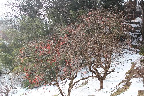 秋の忘れ物の木の実を烏帽子山公園で見つけてきました　雪も降らずとっと穏やかな天候で街からお正月の歌が聴こえてきます　このまま湯が降らない年末年始だといいのですが