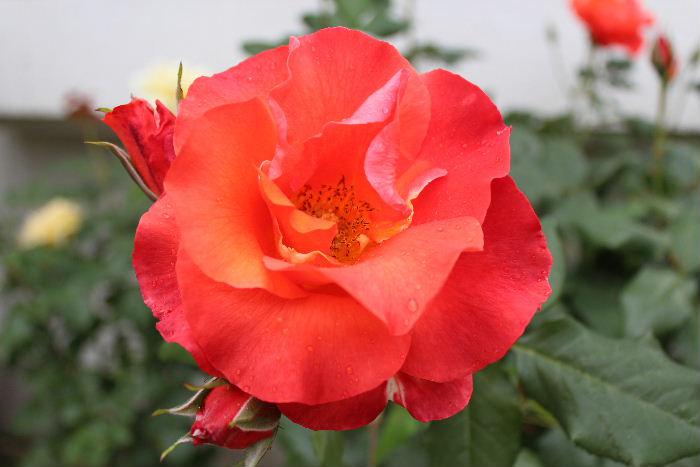 ６月１日から南陽バラ祭りが始まりました　我が家のバラもようやく少し咲き始めました　このバラは「プリンセスミチコ」と命名された紅いバラです　現在皇太后となられた美智子様にちなんで名づけられたといわれています　甘い香りのするバラです