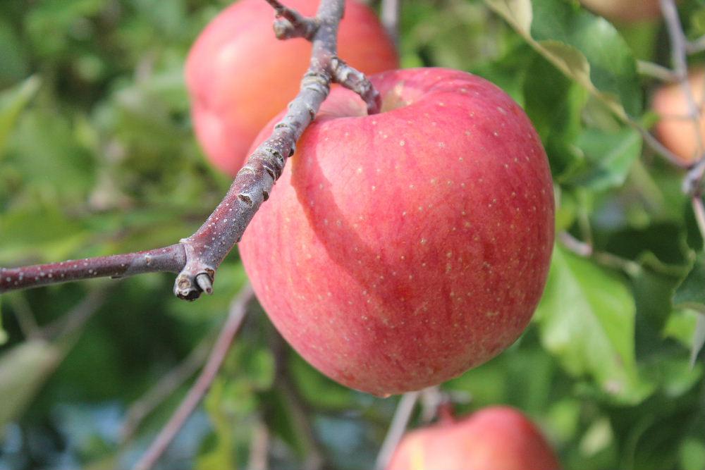美味しそうなリンゴが真っ赤に色づいています　冬を前にしてまもなく収穫の時期を迎えます　今年は霜の被害がひどく中心果といわれるめしべの根元の部分が茶色になり今年の収穫は７割程度とか