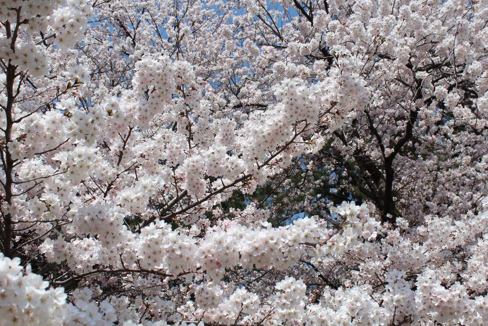 暖かなというより暑い陽ざしに誘われて開花宣言した鶴岡公園で桜を愛でてきました　満開の桜が青い空のもとで白く輝くように咲いていました　かつて単身赴任で３年間住んだ鶴岡だけに懐かしさもありゆっくりと鶴岡公園を散策してきました