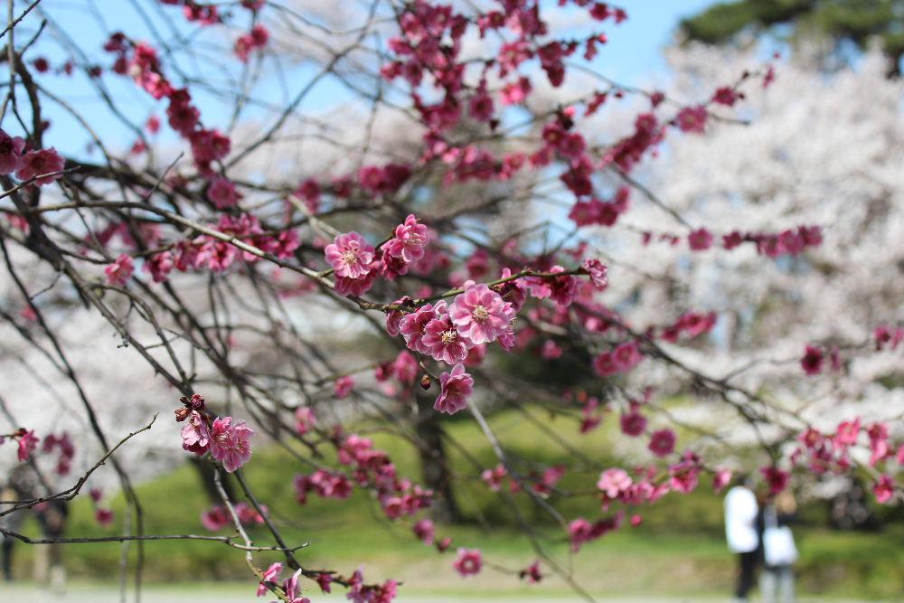 暖かなというより暑い陽ざしに誘われて開花宣言した鶴岡公園で桜を愛でてきました　満開の桜が青い空のもとで白く輝くように咲いていました　かつて単身赴任で３年間住んだ鶴岡だけに懐かしさもありゆっくりと鶴岡公園を散策してきました
