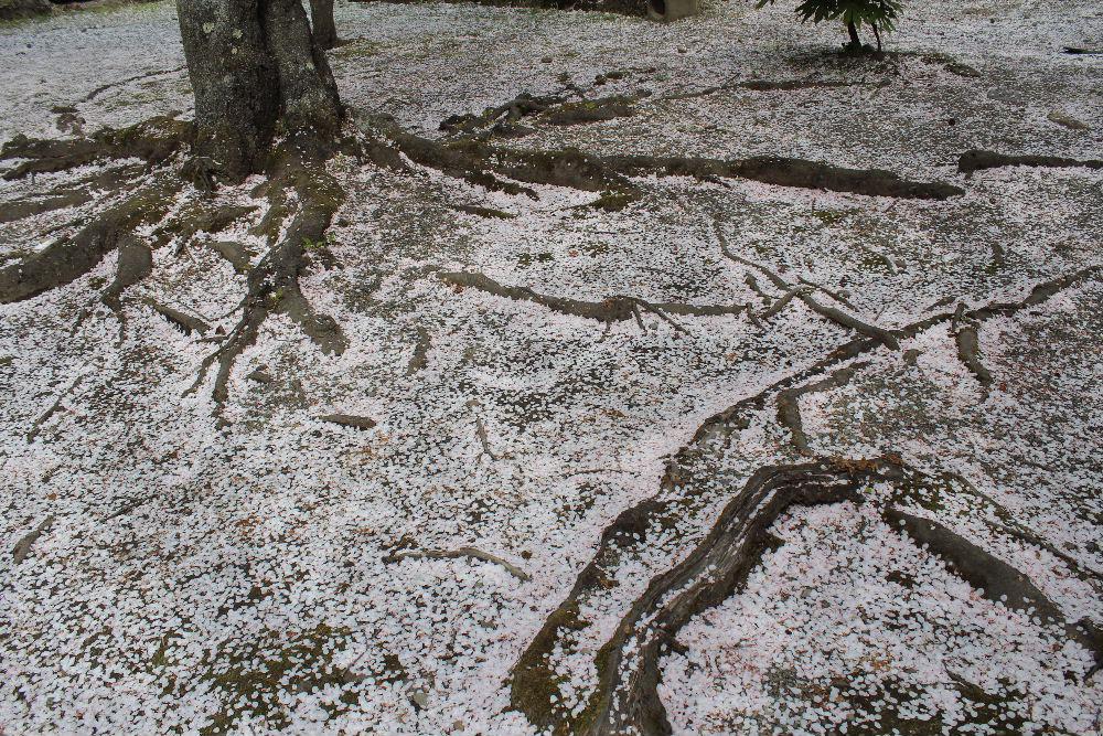 雨と風に桜の花びらが地面を一面に覆い不思議な造形美を描いてくれています　つかの間の桜の花見も終わってしまいました　桜に代わって様々な花が次々と開花し楽しませてくれます