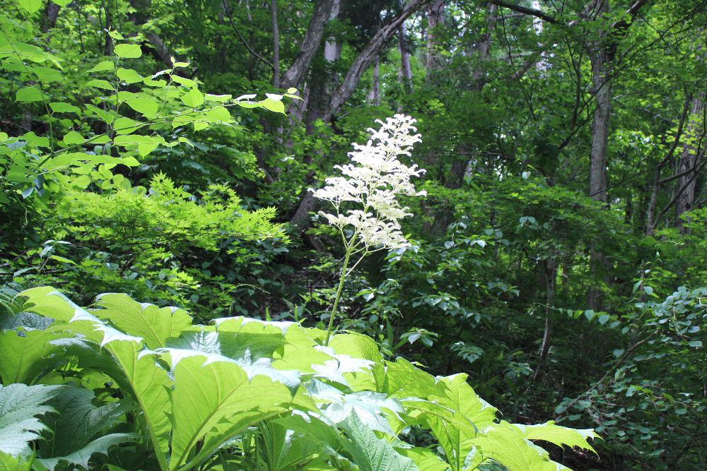 小滝のくぐり滝の近くで「ヤグルマソウ」が咲いているのを見つけました　大きな５枚の葉は矢車の羽に似ていることから付いたと言われているそうです　NHKのみんなの歌で芹洋子が１９７４年に「矢車草」を初夏の情景を叙情的に歌っています　葉の先に真っ白な花がススキのようにさいていました