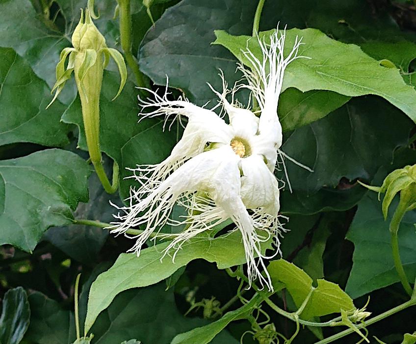 「カラスウリ」とこの花に似つかわしくない白い花が咲いています　日没後から開花する花だそうですがこの写真は早朝です　花の先には白いひも状のレースのように広がっています　秋には変わった実をつけるのだそうです