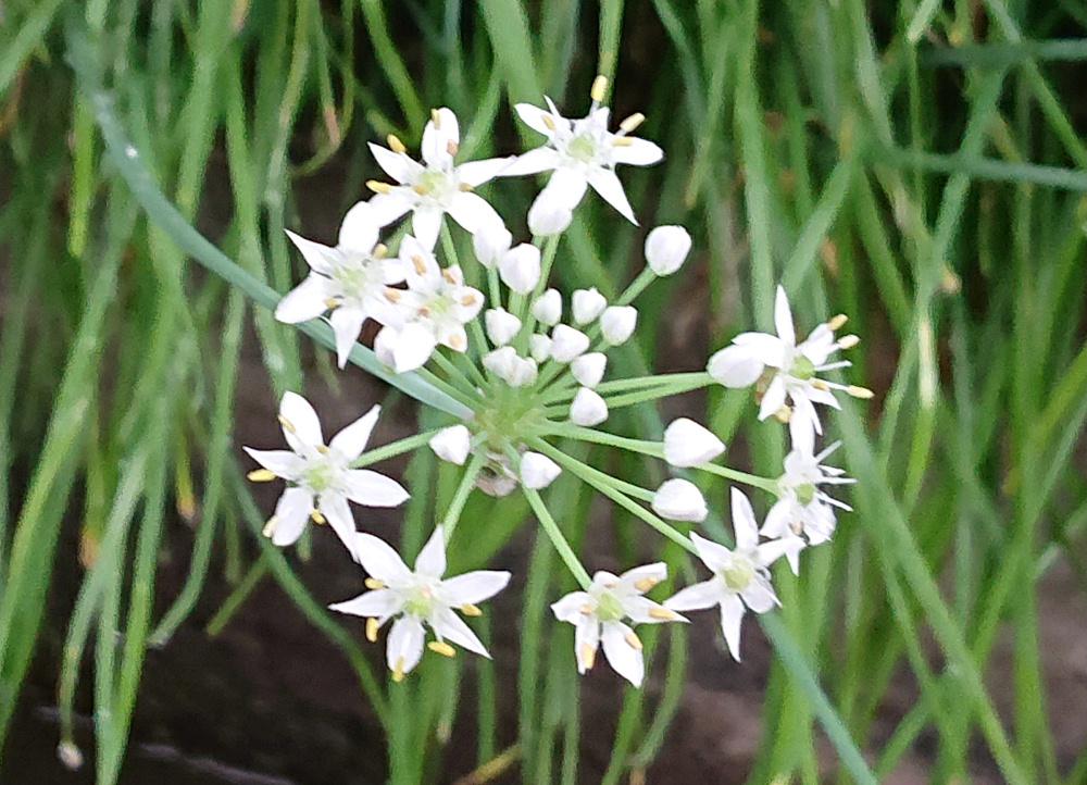 道端や畑のへりに餃子によく使われる「ニラ」の白い花がたくさん咲いています　手折ってみると独特のニラの香りがしてきます　ニラがこんな花を咲かせることを知っていましたか