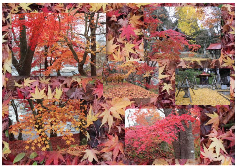 烏帽子山八幡宮そばの観音堂の紅葉やイチョウが冷たい雨に打たれ少し葉が光っています　この秋最後の紅葉でしょうか　紅や黄色、オレンジと色さまざまに秋色に染まっています　見納めかなあ 葉っぱがひらひらと舞い落ちています
