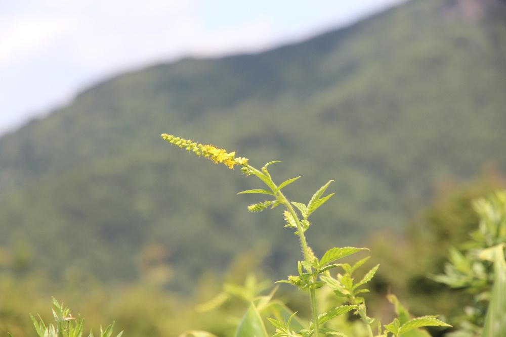 鳩峰峠の山頂に登る道のそばに「キンミズヒキ」の黄色の花が咲いていました　和名「キンミズヒキ」の名前の由来は「金水引」の意味で細長い黄色の花穂を「金色のミズヒキ」例えたものだそうです　花にはとげがあり秋にに山地の道を歩くと衣類についたり　動物の毛に付着して運ばれて増えていくのだそうです
