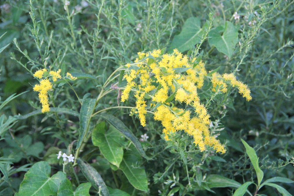 田んぼそばの荒れ地にセイタカアワダチソウに似た黄色の「オオアワダチソウ」が咲いていました　セイタカアワダチソウよりも背が低くちょっと先に咲きセイタカアワダチソウが咲くころには終わっているようです　小さな花が数多く集まって咲いています　日本生態学会によって日本の侵略的外来種ワースト１００に選定されており　希少植物が生育しているところでは駆除が行われているそうです　きれいな花ですがねえ