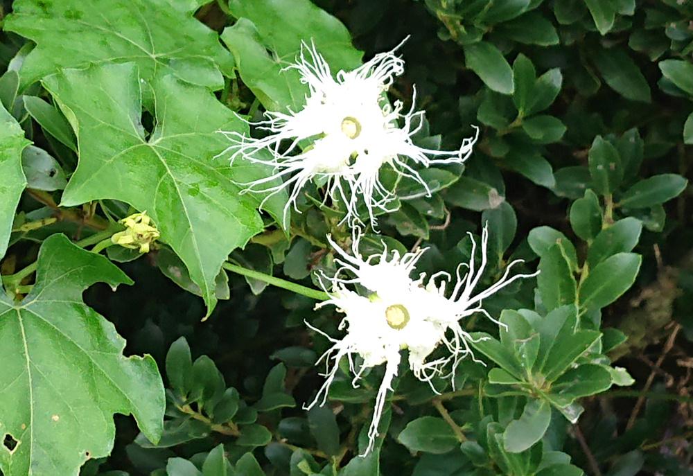 こんなに真っ白の花が「カラスウリ」と呼ばれるのは　この実をカラスが好んで食べる　あるいは熟した紅い実がカラスが食べ残したように見えることから命名されたなど諸説あるようです　真っ白なひげが伸びたような「カラスウリ」の花は葉の付け根の花びらの先がレース状白い花を夕方に咲かせ日の出前にはしぼむそうです　カラスウリの花の筒が非常に長く　夜行性で口が長いスズメガでないと花の奥の蜜には到達できないことから夜行性のガを引き寄せるためと考えられるそうです