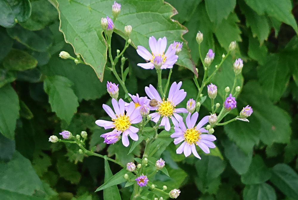 今日も朝から暑く９月半ばというのにいつになったら涼しくなるのでしょうか　草花の撮影も思うようにいきません　薄紫色のあまり大きくない花を見つけました「エゾノコンギク」でしょうか　草原に直立に伸びて上部に２～３センチの花を咲かせています　ノコンギクがもともとの花だということですが　この花は何という花でしょうか教えてくださ～い