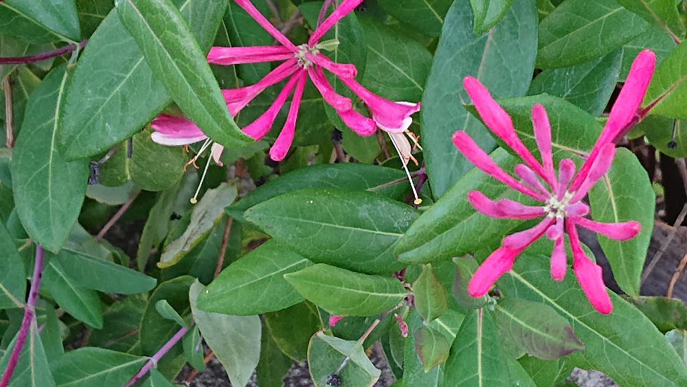 散歩道で見つけた花ですが「スイカズラ」「ニオイニンドウ」でしょうか　どちらにも似ている花ですが咲く時期が夏ですので違うのでしょうか　この花の名前を教えてください