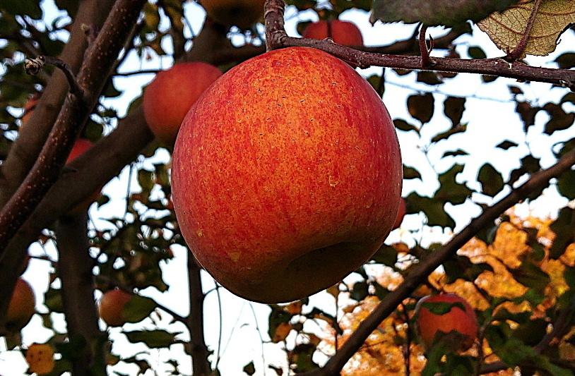 リンゴが美味しい季節になってきました　寒さとともに甘みが増し雪が降る頃の「フジ」は格別の美味しさです　色づきもまだですが間もなく収穫の時期を迎えます　今朝は雨が降っていますが先日散歩途中でみた夕日に映える「リンゴ」が一段と赤く染まっていました