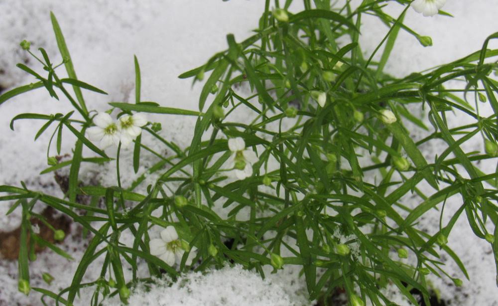 雪の造形美　大雪の予報がでていますが幸い（？）にも数センチの積雪でまだ雪かき作業は一度もやっていません　わずかに降った雪の模様に少ない雪のありがたさを感じています　地植えしている姫カスミソウにも雪の中でまだ小さな花をつけています　このまま年を越せればよいのですが年末はどうでしょうか