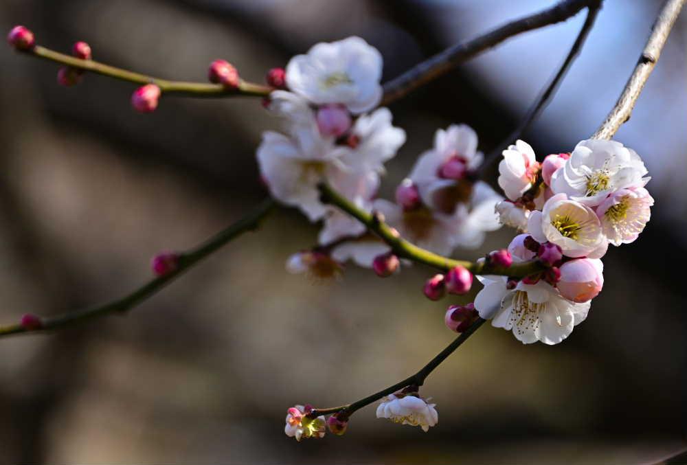東京立川の友人から春爛漫の花の写真が届きました　梅の花でしょうか　花と日の光の香りが匂ってきそうです 東北以南は暖かいのですね　羨ましい