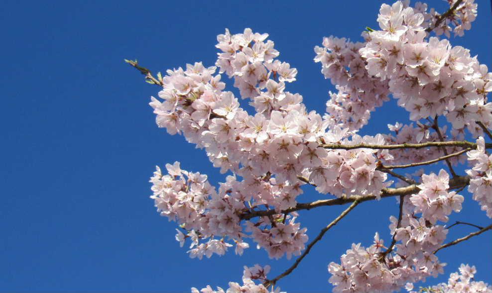 一昨日アップした近所の桜が一気に満開となり晴れた青い空に映えてきれいです　例年になく赤味がかったピンクで鮮やかな色どりです　今年の桜はどこもこんなピンクの色を見せてくれているのでしょうか　烏帽子山公園の山も心なしか赤味がかってきました　暖かい日が続くので今度の週末あたりが満開となるのでしょうか