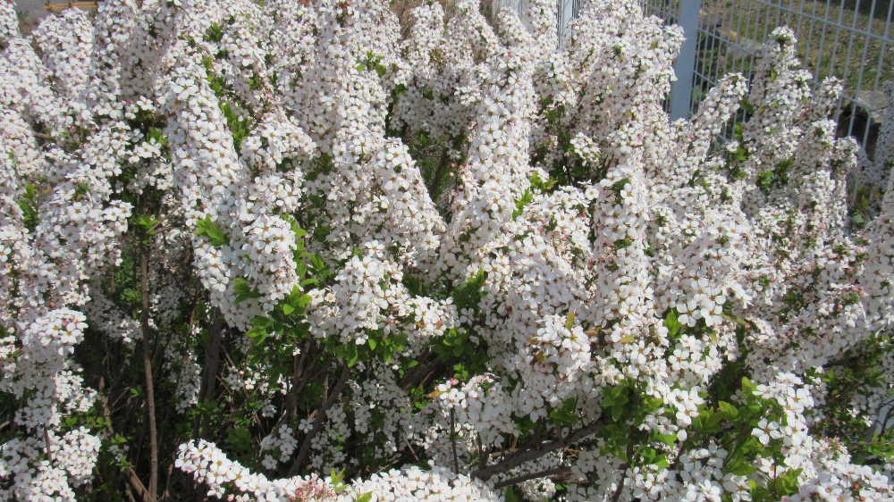 雪のように眩しいばかりに白く咲く「ユキヤナギ」を烏帽子山公園で見てきました「ユキヤナギ」は白い花ばかりと思っていましたが「ピンクユキヤナギ」を散歩の途中にみつけました　雪が積もったようなユキヤナギと違ったピンクのユキヤナギは蕾も赤くまさに春を感じさせる可愛い花です