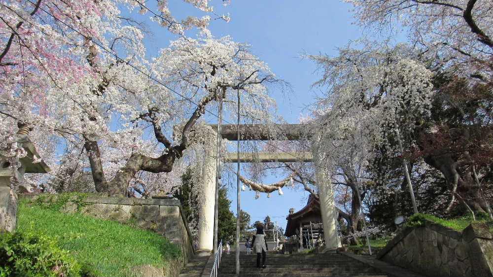 初夏のような暖かさに誘われて烏帽子山公園に上りました　これまでになく見事に咲いた満開の桜　ピンクのエドヒガンや枝垂れ桜、白いこぶしと梅と桜のコラボと春の花を堪能できたひと時となりました　