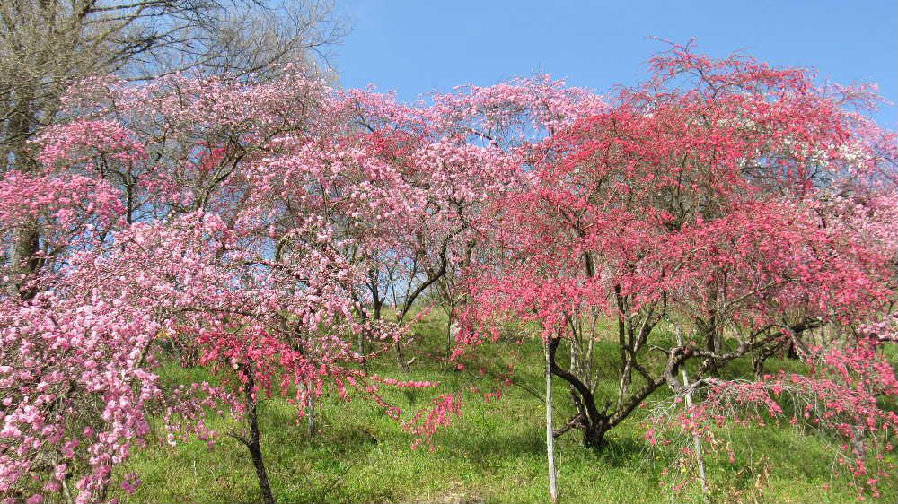 今朝方降っていた雨もあがり春の陽ざしが戻ってきそうです　桜と梅と水仙と菜の花と春を飾る４種の花がコラボしている隠れた春の花の名所があり一度は見てみたいところです　梅も数種類ありピンクや鮮やかな紅などが今満開です　金沢方面に向かって左手の十分一山の下の桜の花が咲いている所が目印です　ちょっと足を延ばしてみてはいかがですか
