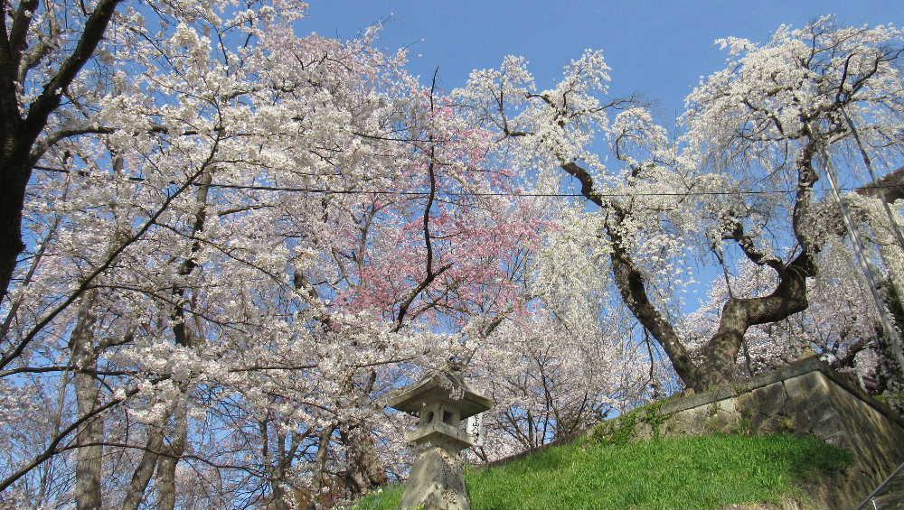 烏帽子山公園の桜も葉桜になろうとしています　この日曜日に撮った写真ですがあまりにきれいだったので紹介します　また来年までのお楽しみですね