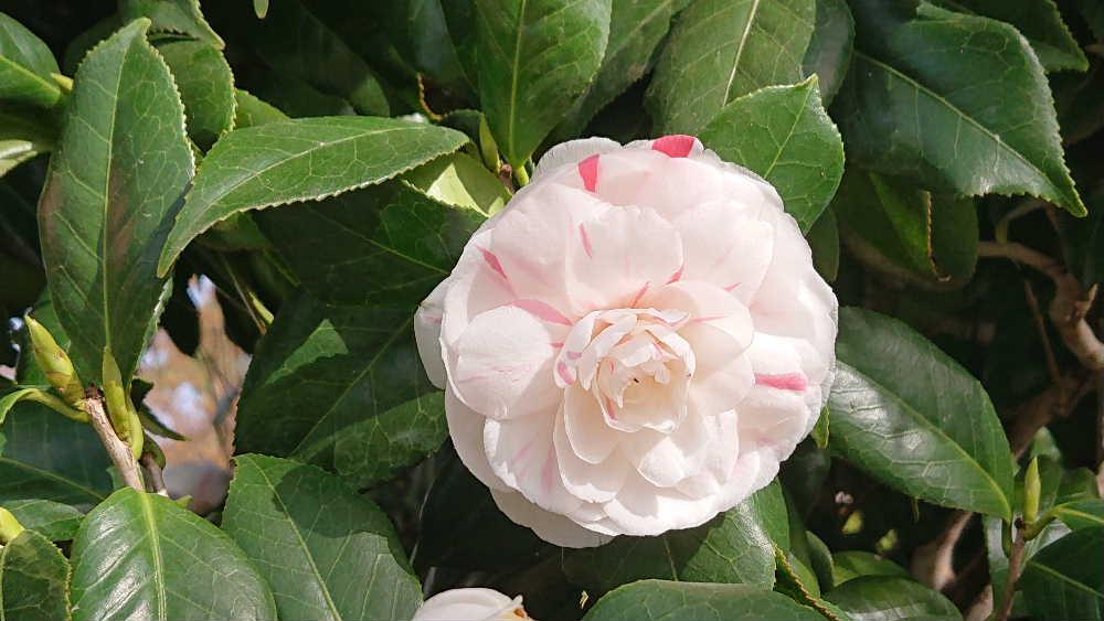 暖かくなりそろそろ「ツバキ」も終わりに近づいてきました　ツバキの花は昔から日本人に愛され京都市龍安寺には室町時代のツバキが残っているそうです  茶道でも大変珍重され冬場の季節は茶席がツバキ一色となることから「茶花の女王」の異名を持つそうです　枯れかかった花のそばでもう一花咲かそうと懸命に咲いている花もあり思わずカメラを向けました　