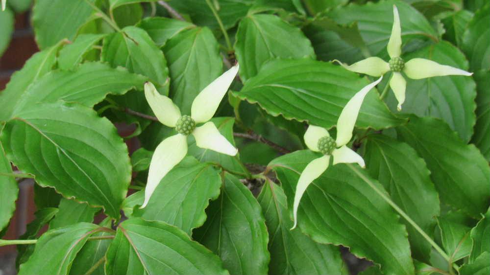 白い４枚の花びらのような形をした葉をもつ「ヤマボウシ」を見つけました　白い４枚の花びらのように見えるものは花の根元の葉が白くなった総苞片（というのだそうです）で中心に花が集まっている頭のような形の花弁を法師の坊主頭に、白い総苞片を白い頭巾に見立て「ヤマボウシ（山法師）」とついたそうです　山林などに自生しているそうですが街路樹や庭木としても植えられています